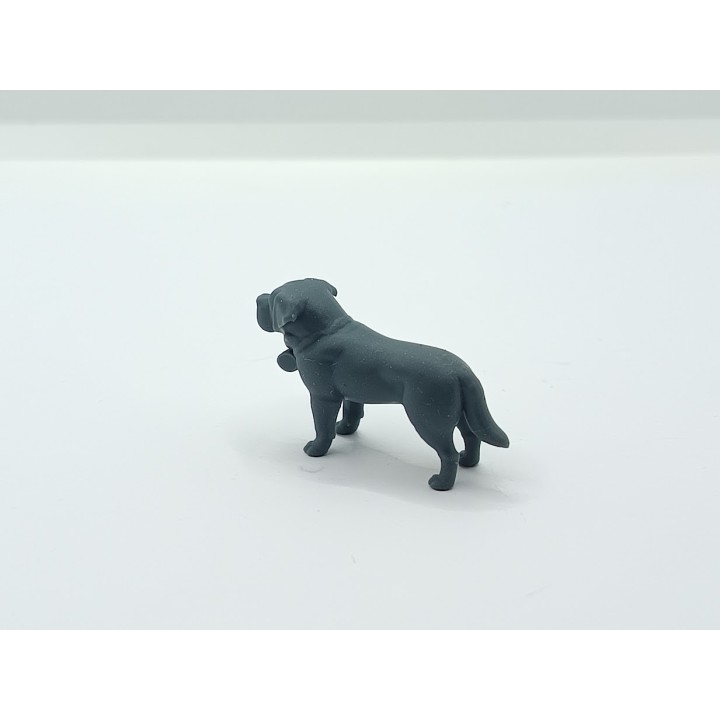 Saint-Bernard miniature 1:43 – 3D Creative